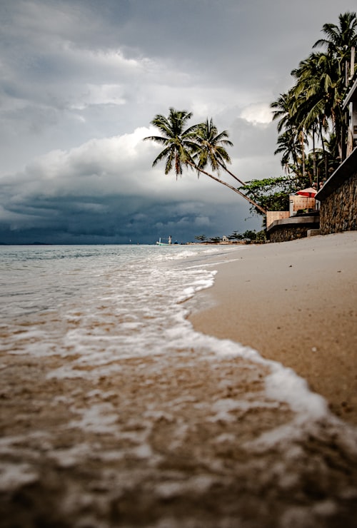 Koh Samui beach palm trees Thailand