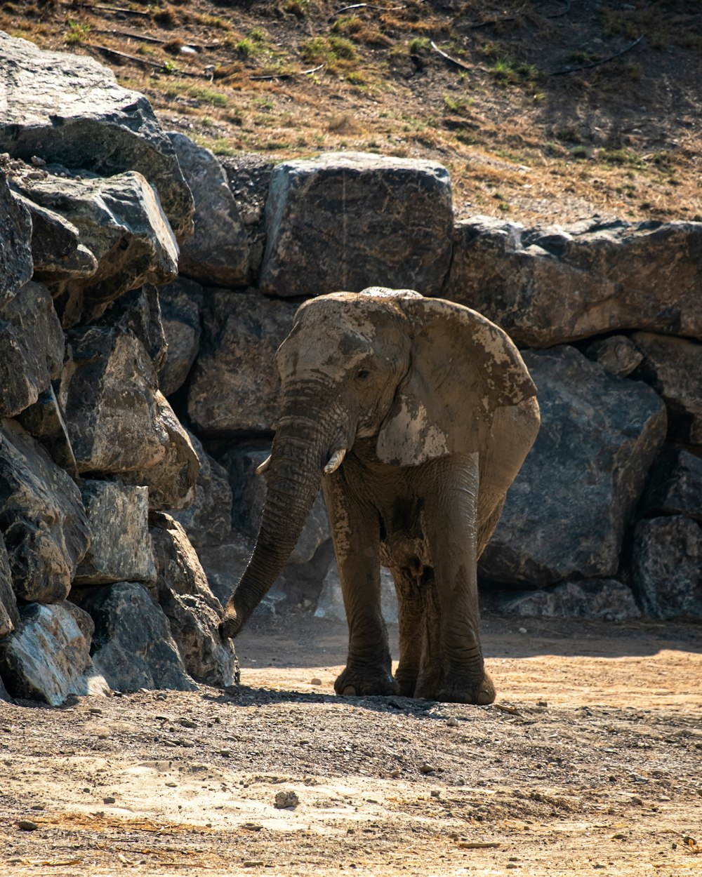 un éléphant debout à côté d’un tas de roches