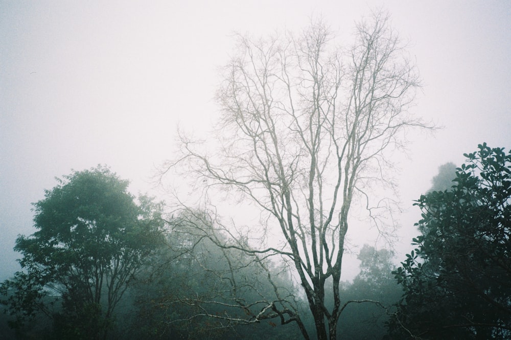 a foggy day with a lone tree in the foreground