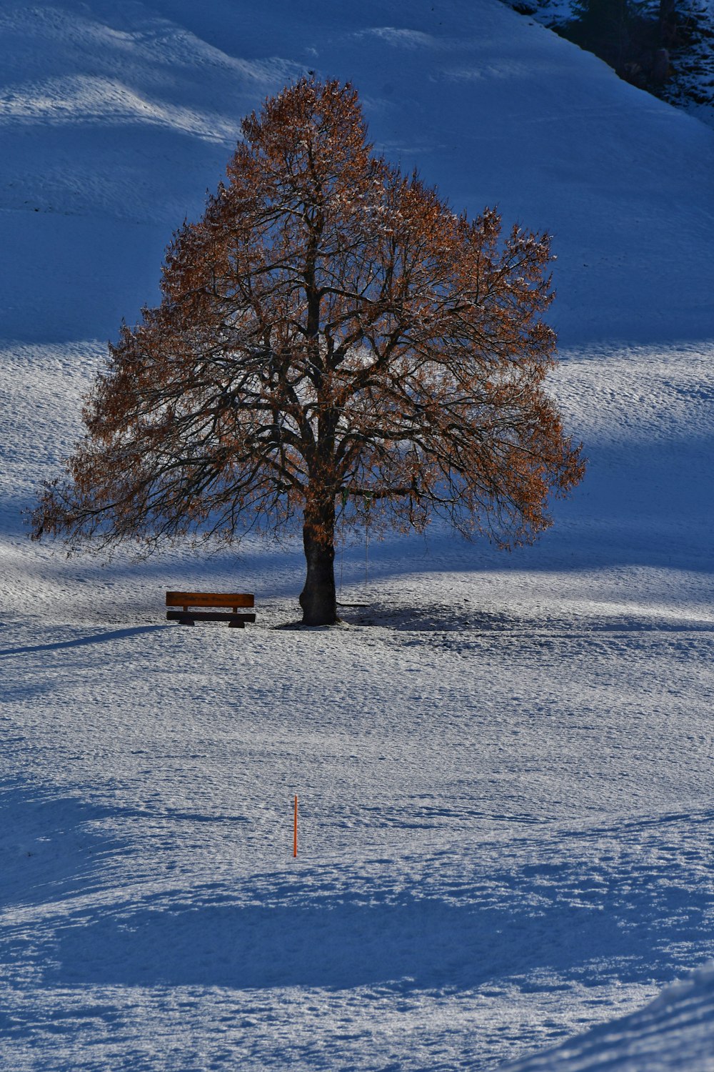 a lone tree in the middle of a snowy field