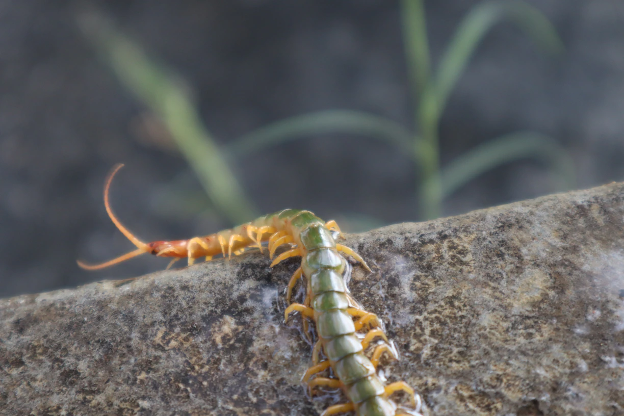 a close up of a caterpillar on a rock