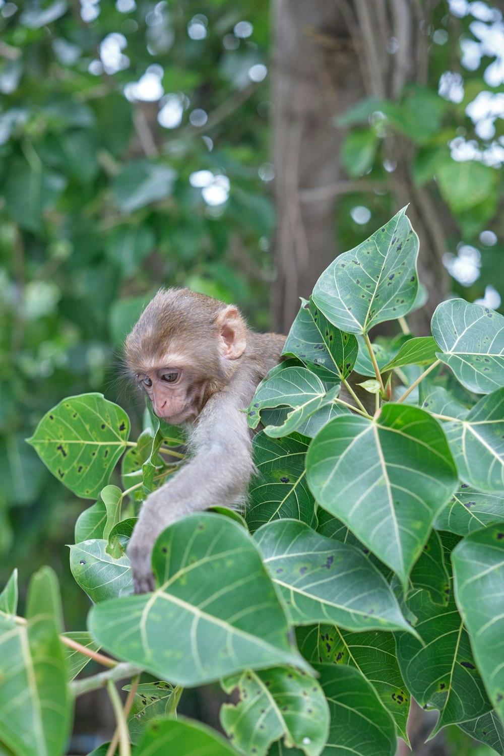 a monkey sitting on top of a green leaf covered tree
