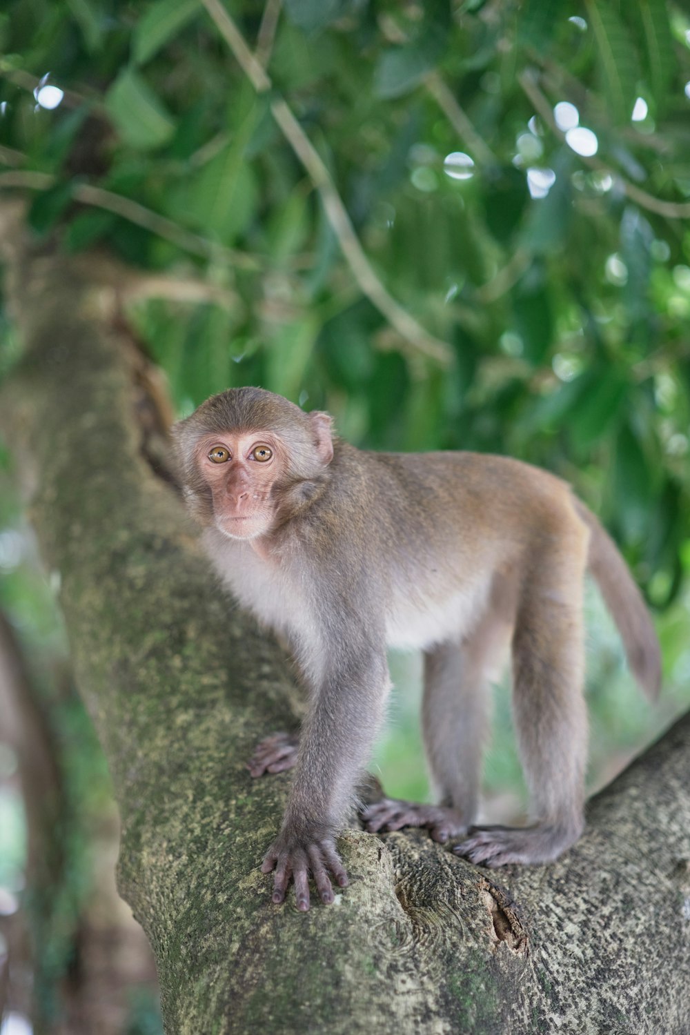 a small monkey sitting on a tree branch