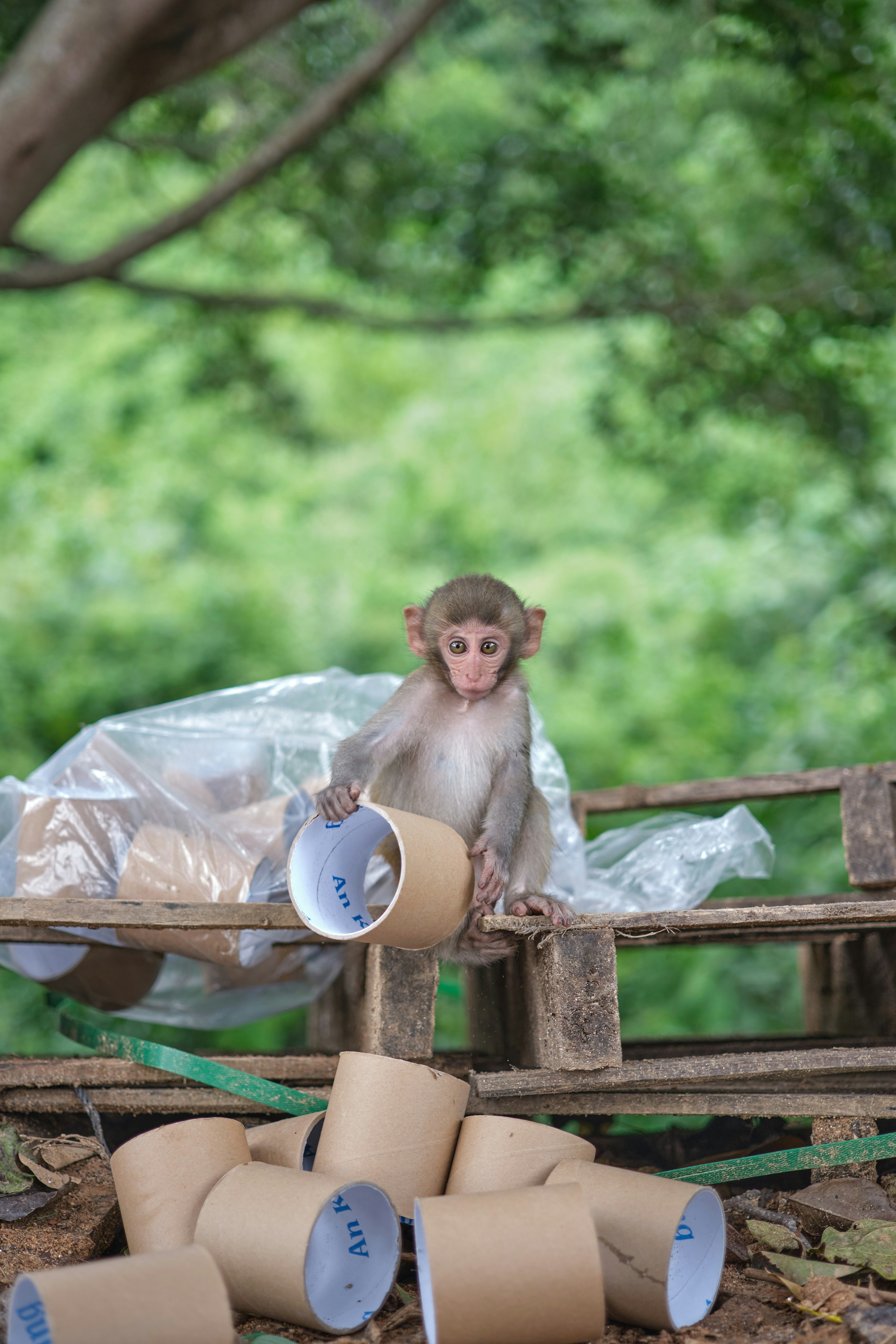 a monkey sitting on top of a wooden bench