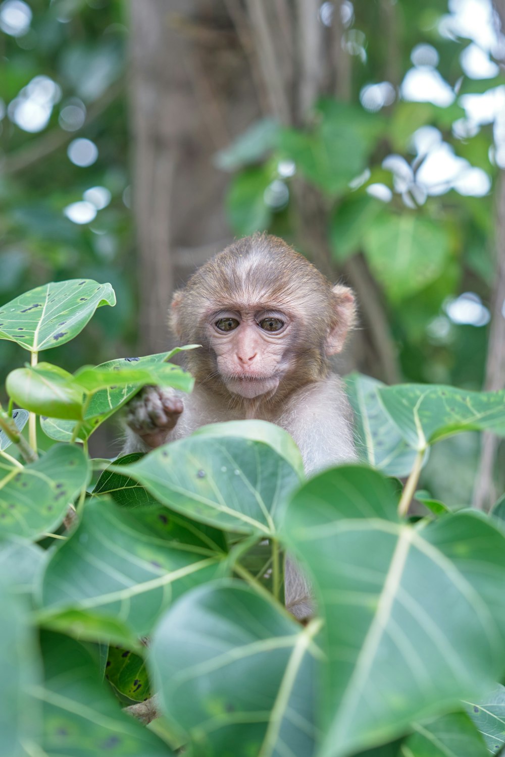 a small monkey sitting on top of a lush green tree