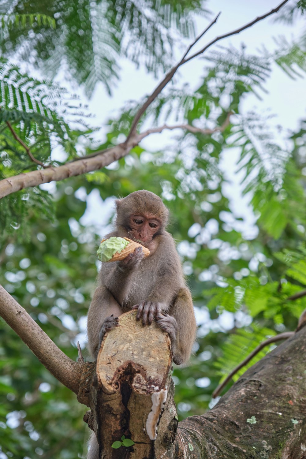 a monkey sitting on top of a tree branch eating a piece of food