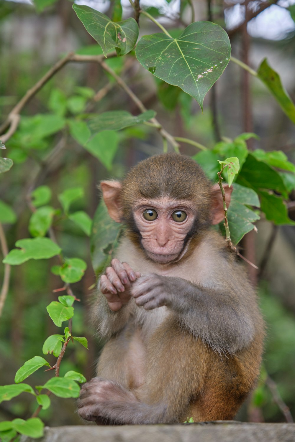 a small monkey sitting on top of a tree branch