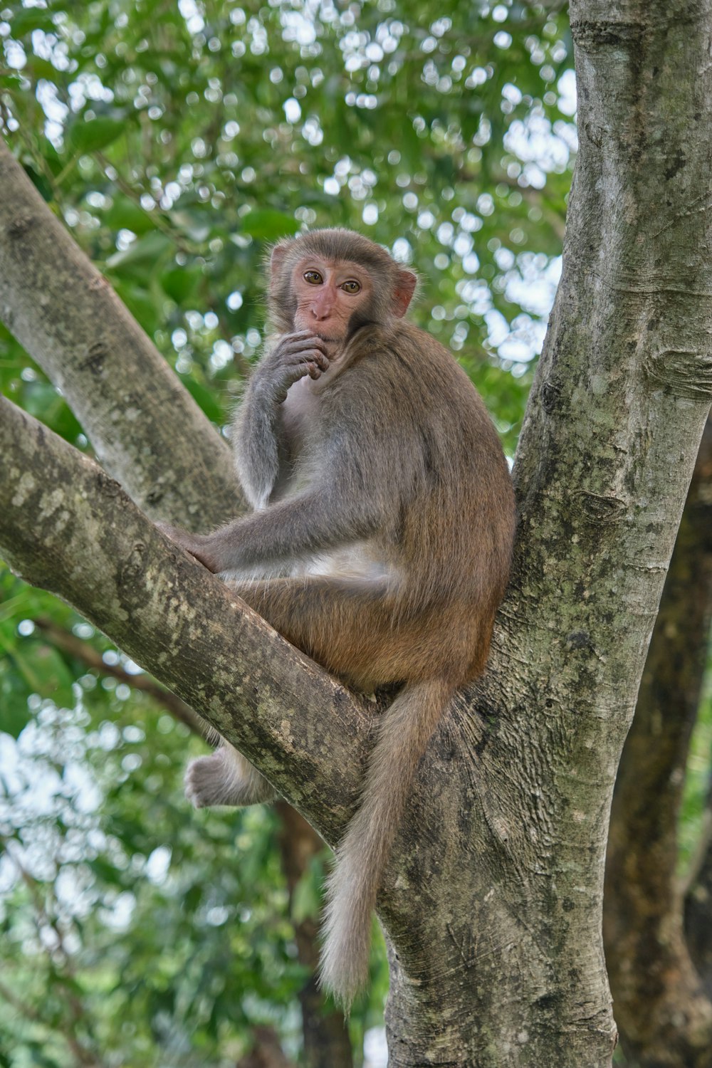 a monkey sitting in a tree with its hands on its face