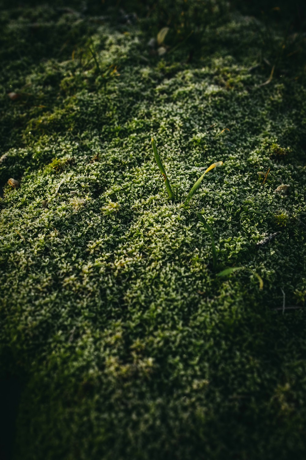 a close up of a patch of green grass