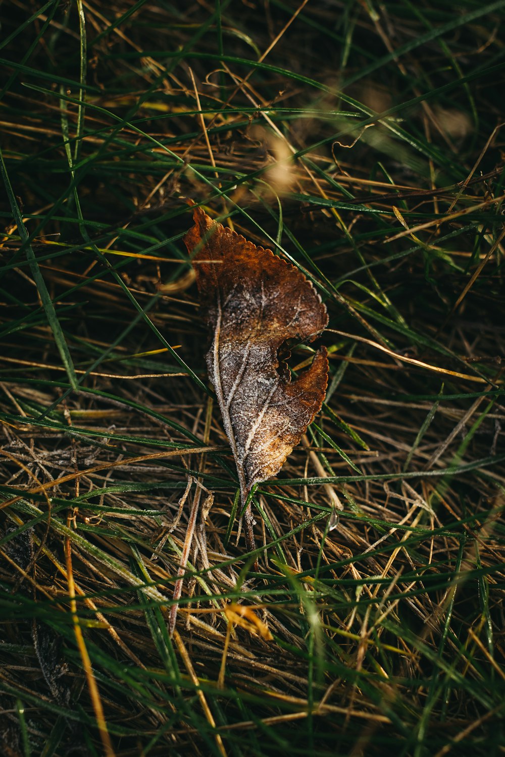 a leaf that is laying in the grass