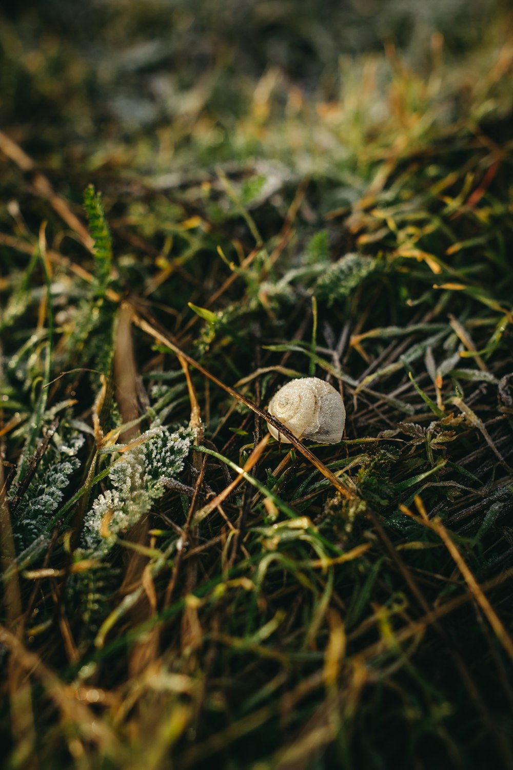 a small white ball sitting on top of a lush green field