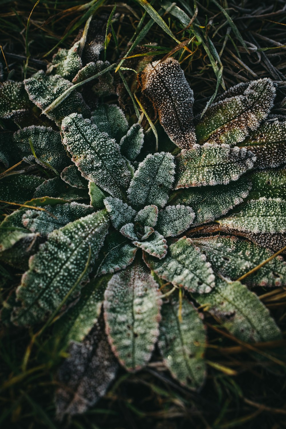 a close up of a plant with frost on it