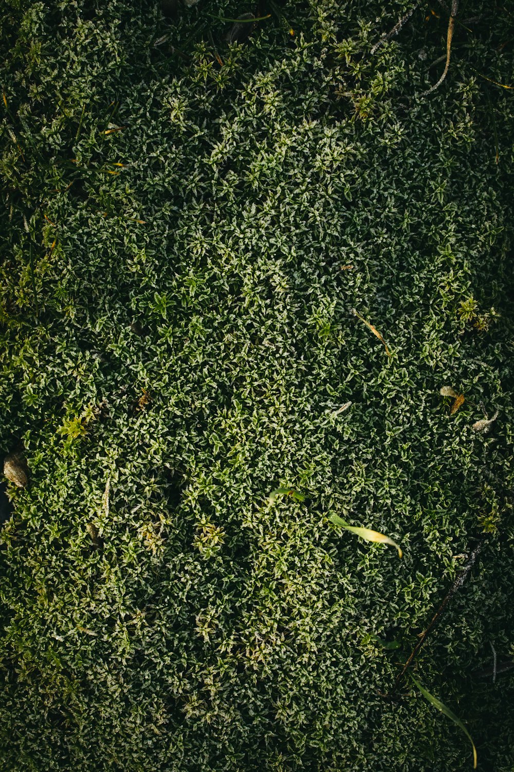 a close up of a green plant with lots of leaves