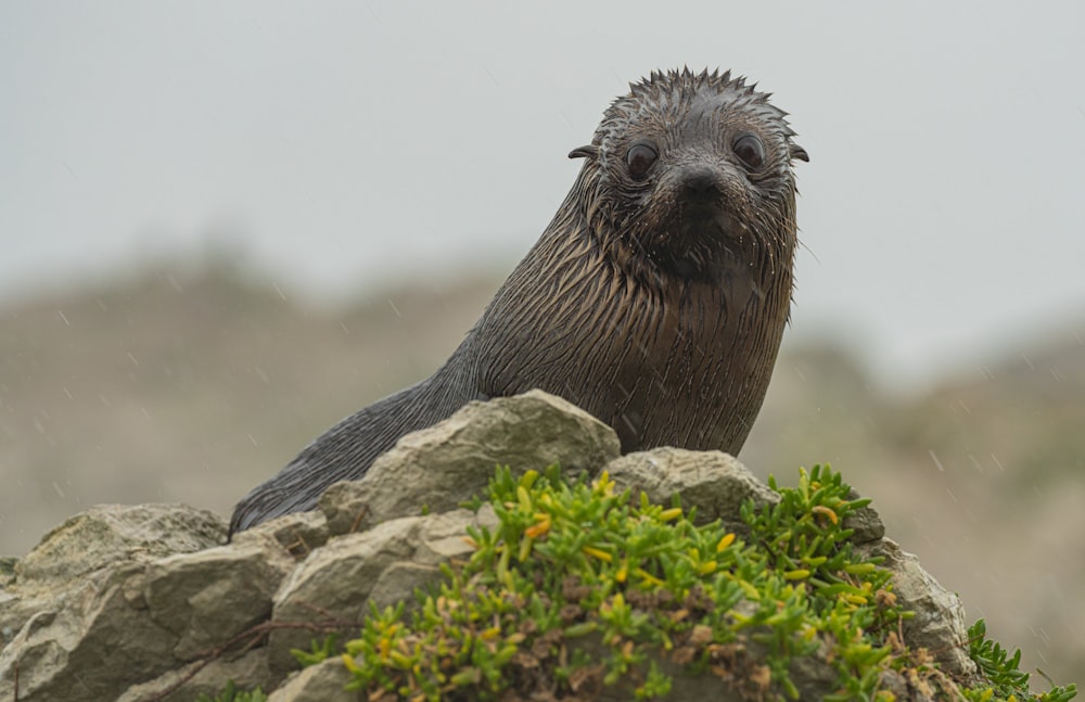 a wet seal sitting on top of a rock