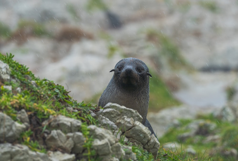 a bird is sitting on a rock in the rain