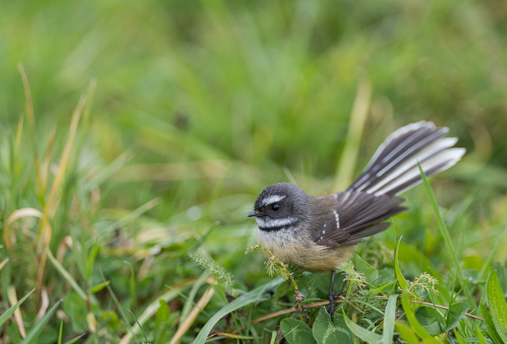 a small bird standing on top of a lush green field