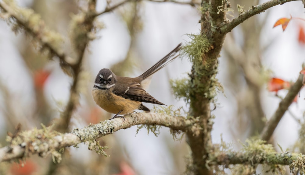 a small bird perched on a tree branch