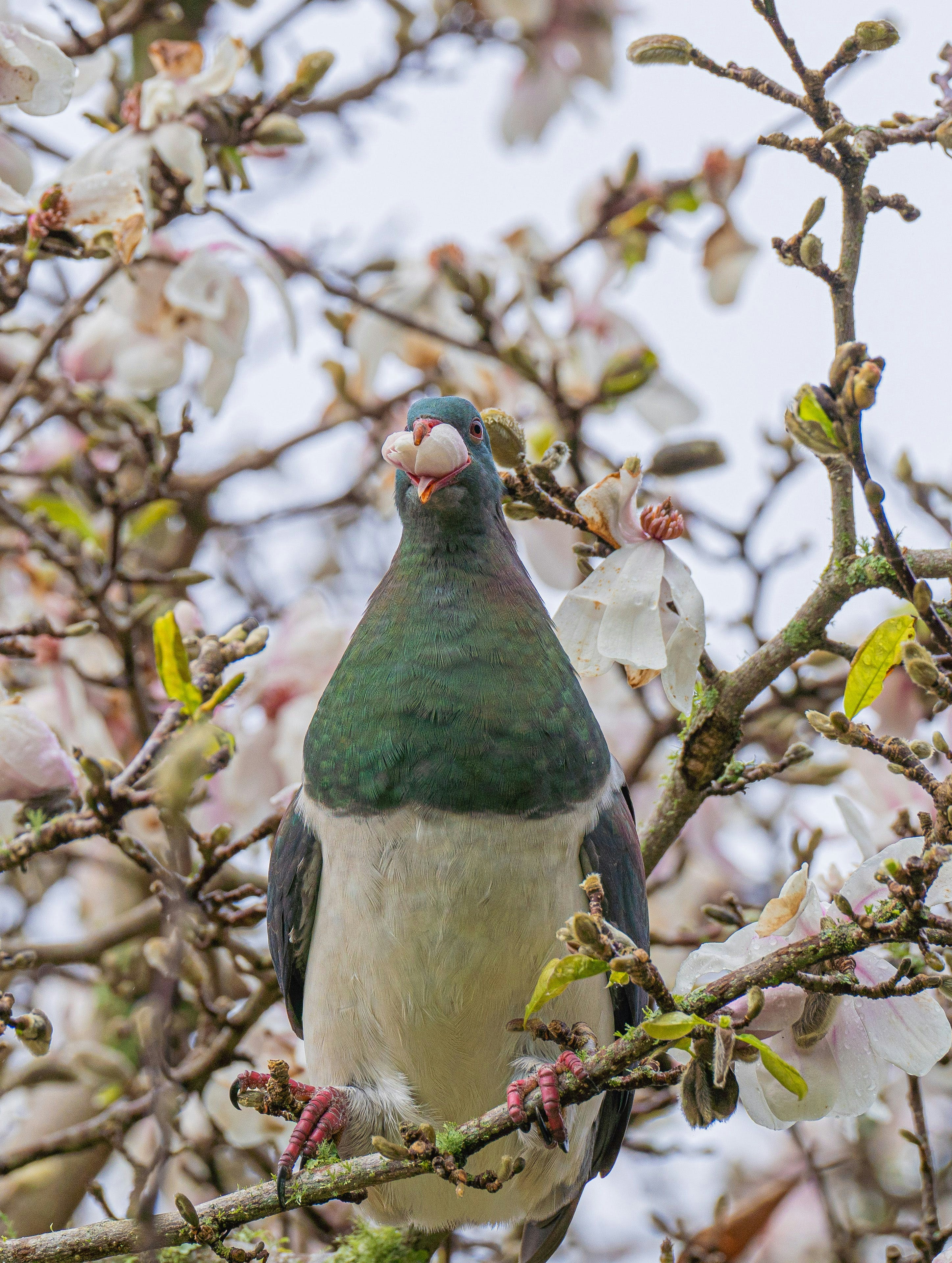 a bird sitting on a branch of a tree