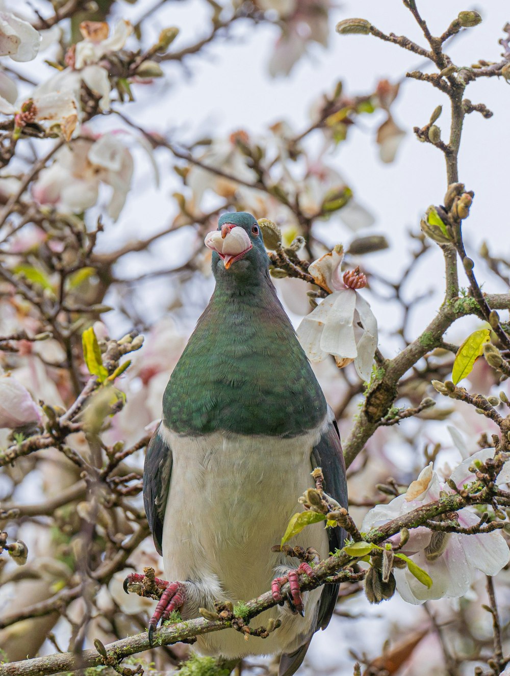 a bird sitting on a branch of a tree