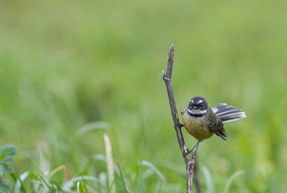 a small bird perched on top of a tree branch