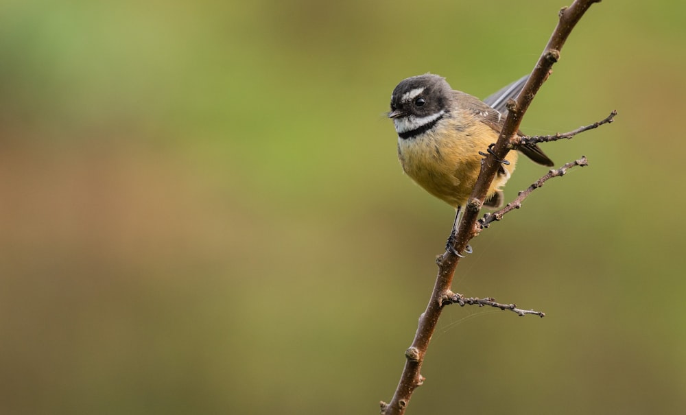 a small bird perched on a branch of a tree