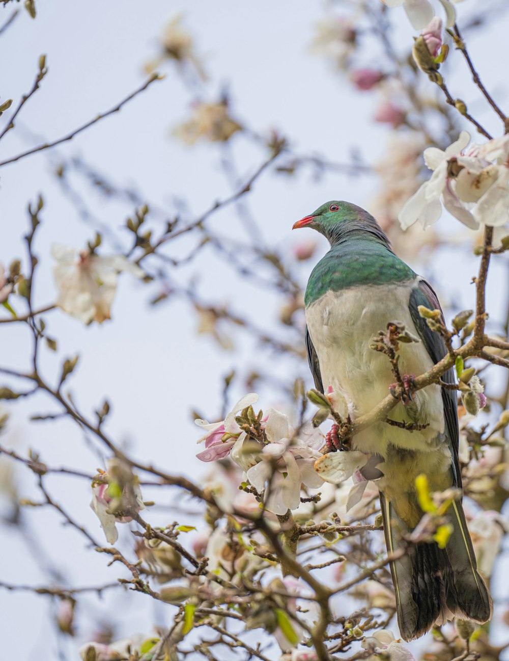 a bird sitting on a branch of a tree