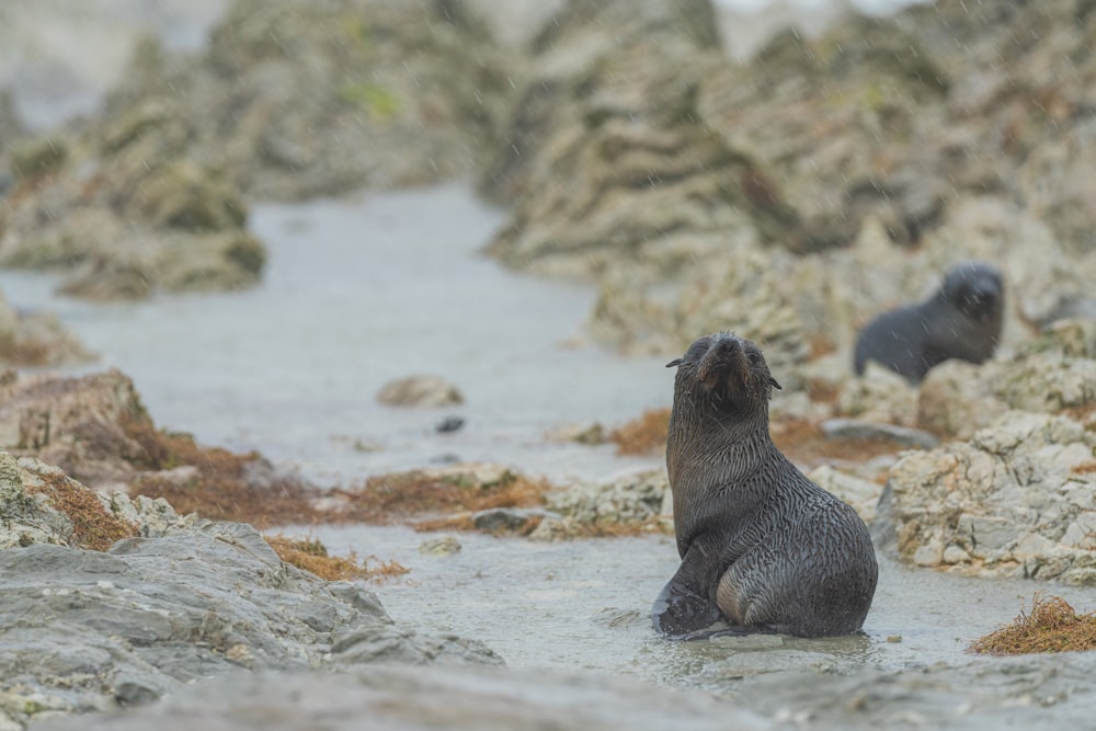 a sea lion sitting on the rocks in the water