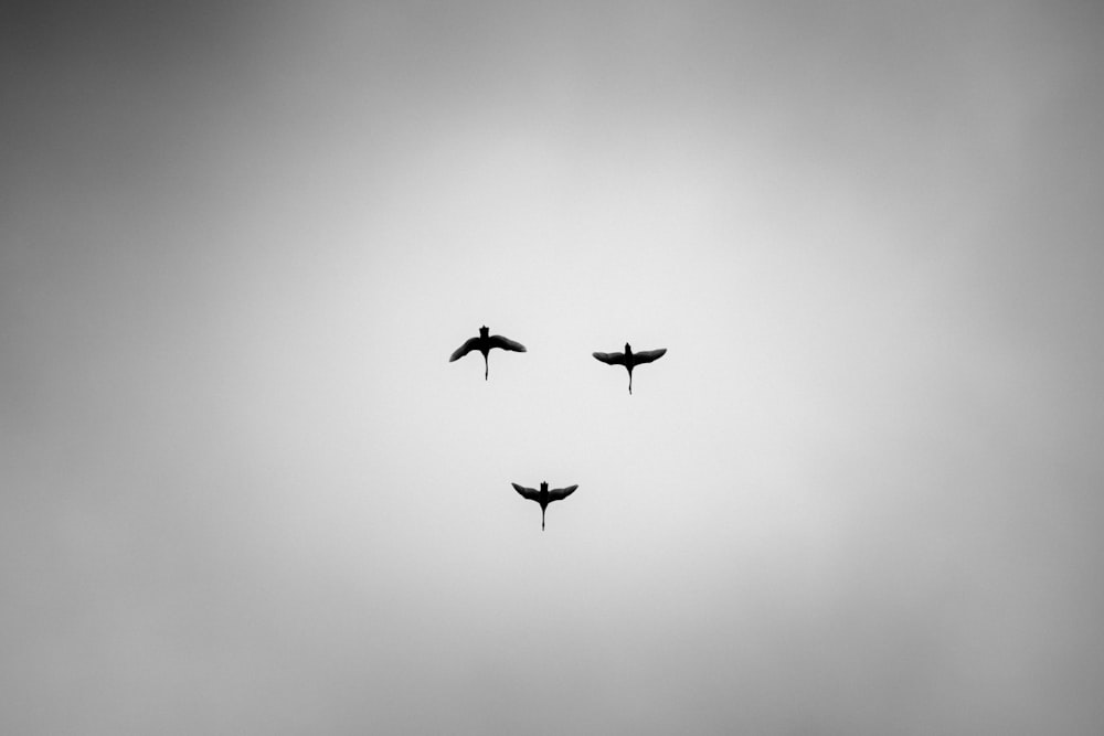 a couple of birds flying through a cloudy sky