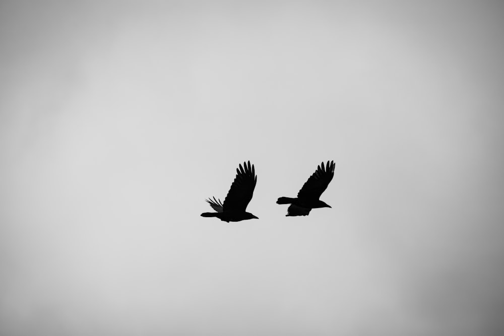 a couple of birds flying through a cloudy sky