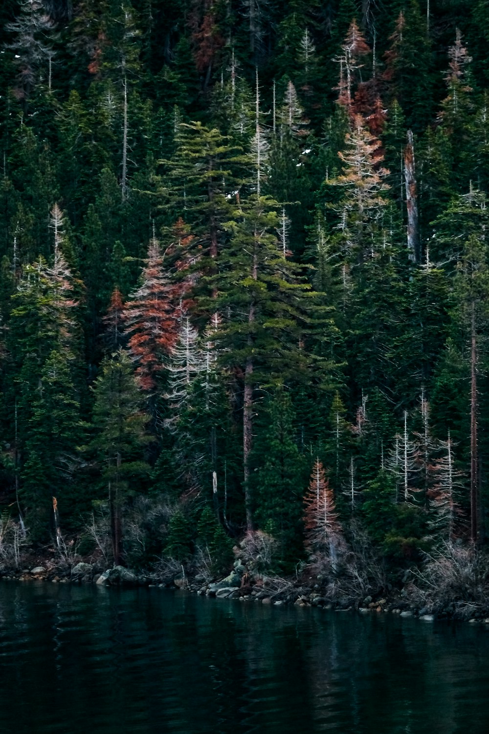 a forest filled with lots of trees next to a body of water