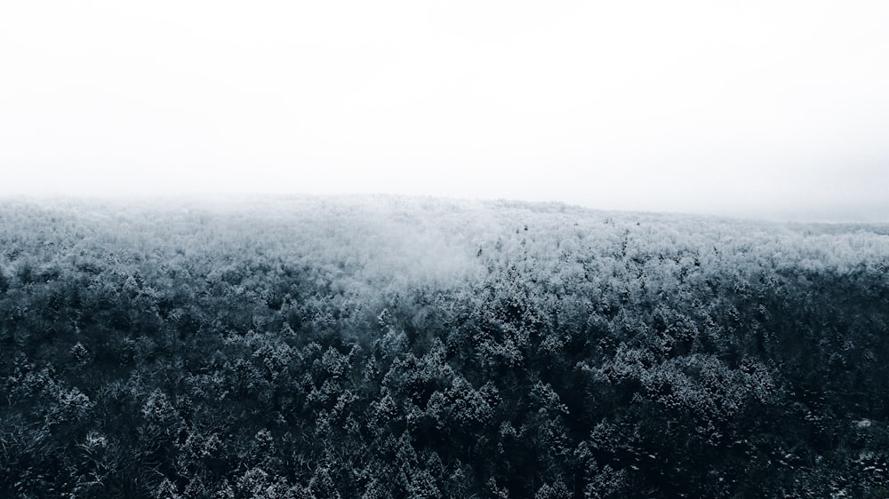 Una foto en blanco y negro de árboles cubiertos de nieve