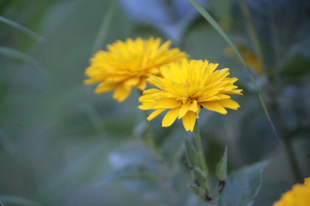 a couple of yellow flowers sitting on top of a lush green field