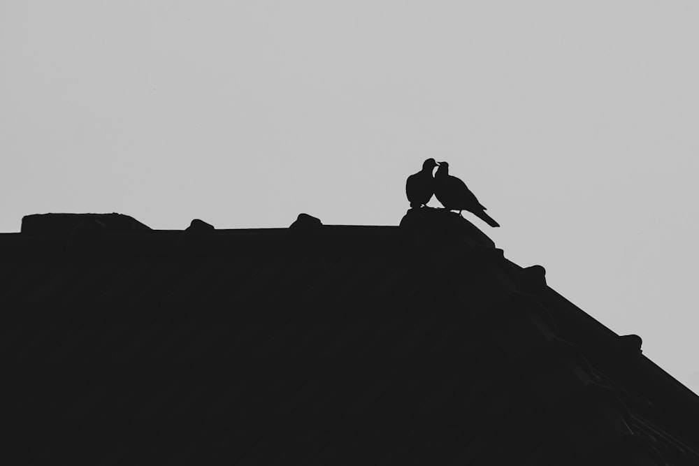 a couple of birds sitting on top of a roof