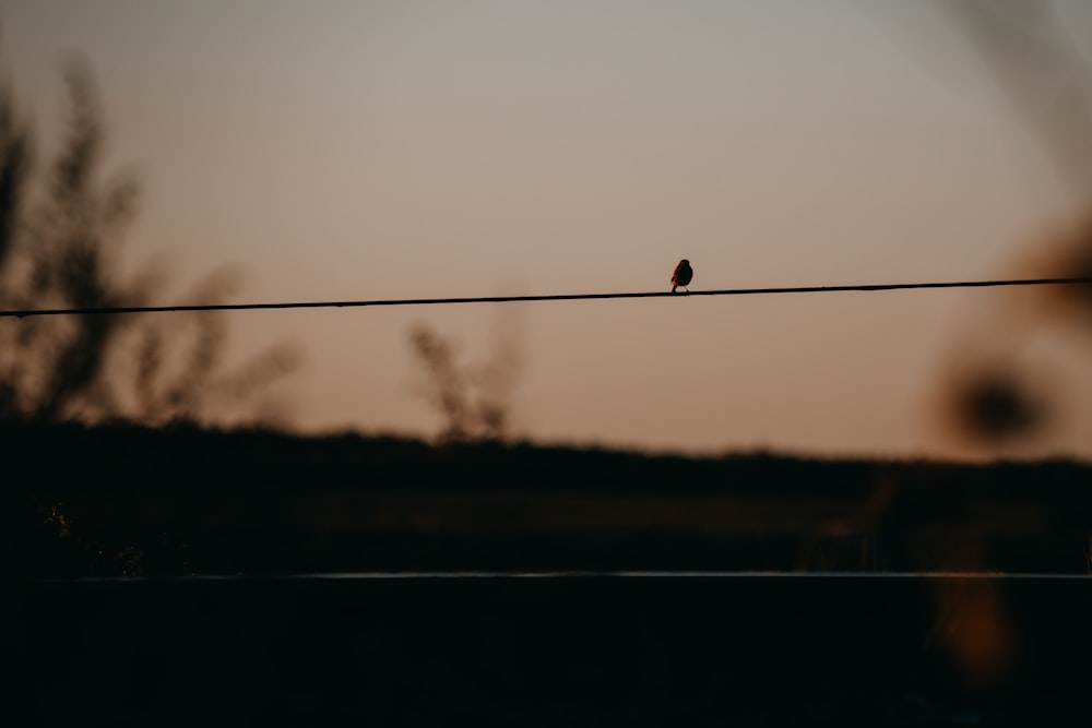 un pájaro sentado en un cable con una puesta de sol en el fondo