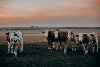 a herd of cattle standing on top of a dry grass field