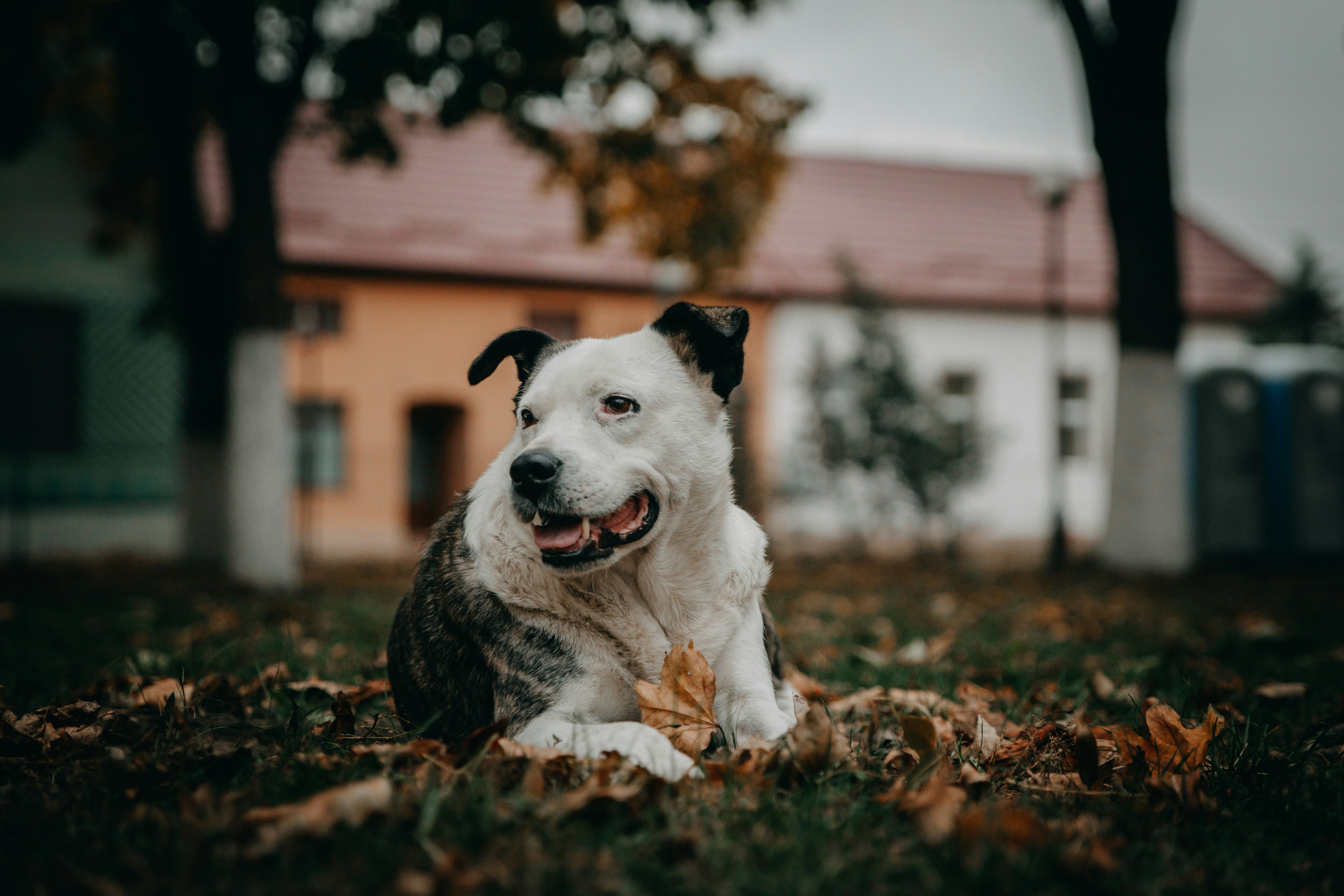 a dog laying on top of a pile of leaves