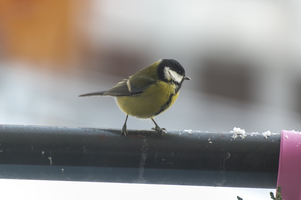 a small bird perched on top of a metal rail