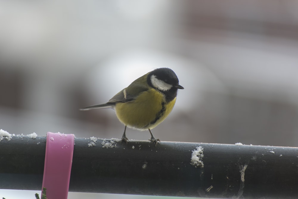 a small bird perched on top of a metal rail