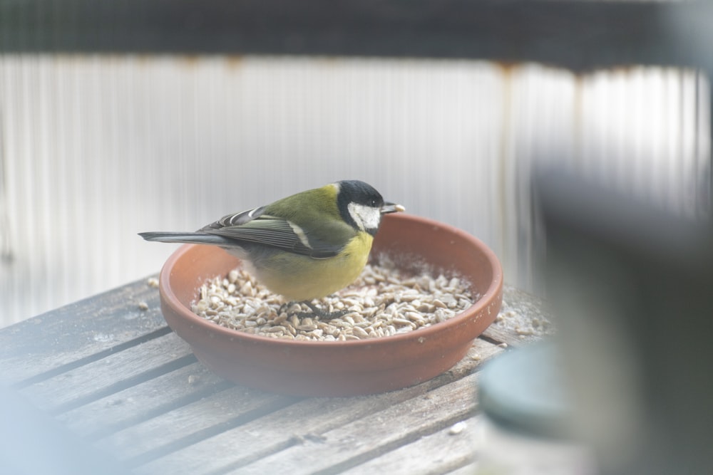 a small bird sitting on top of a bowl of food