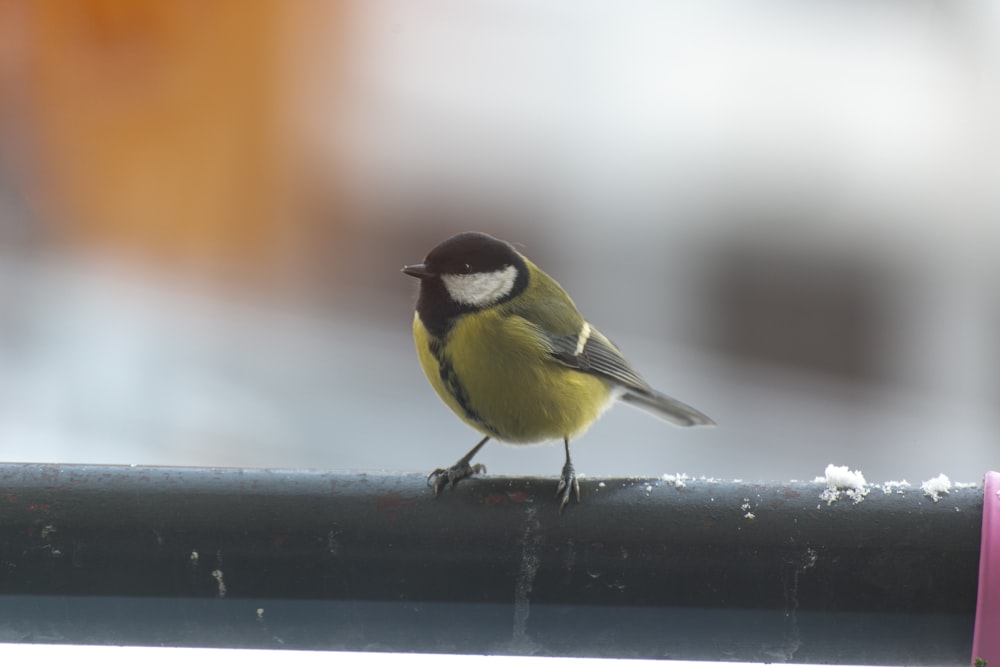 a small bird perched on a metal rail