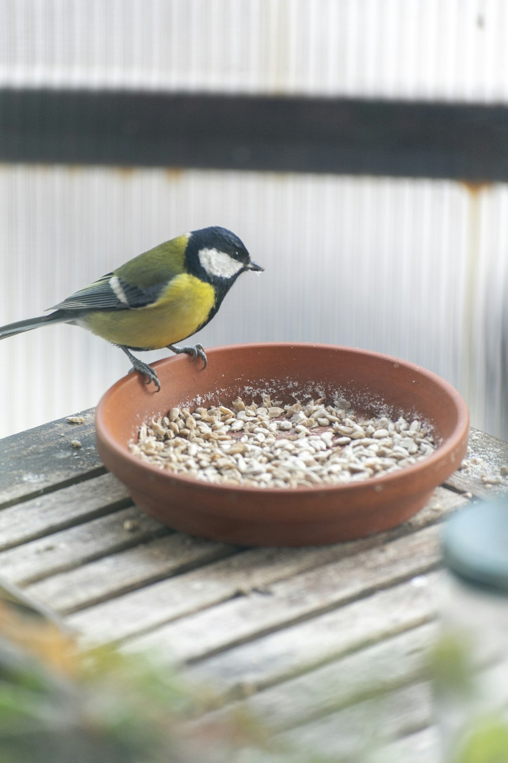 a bird standing on top of a bowl of food