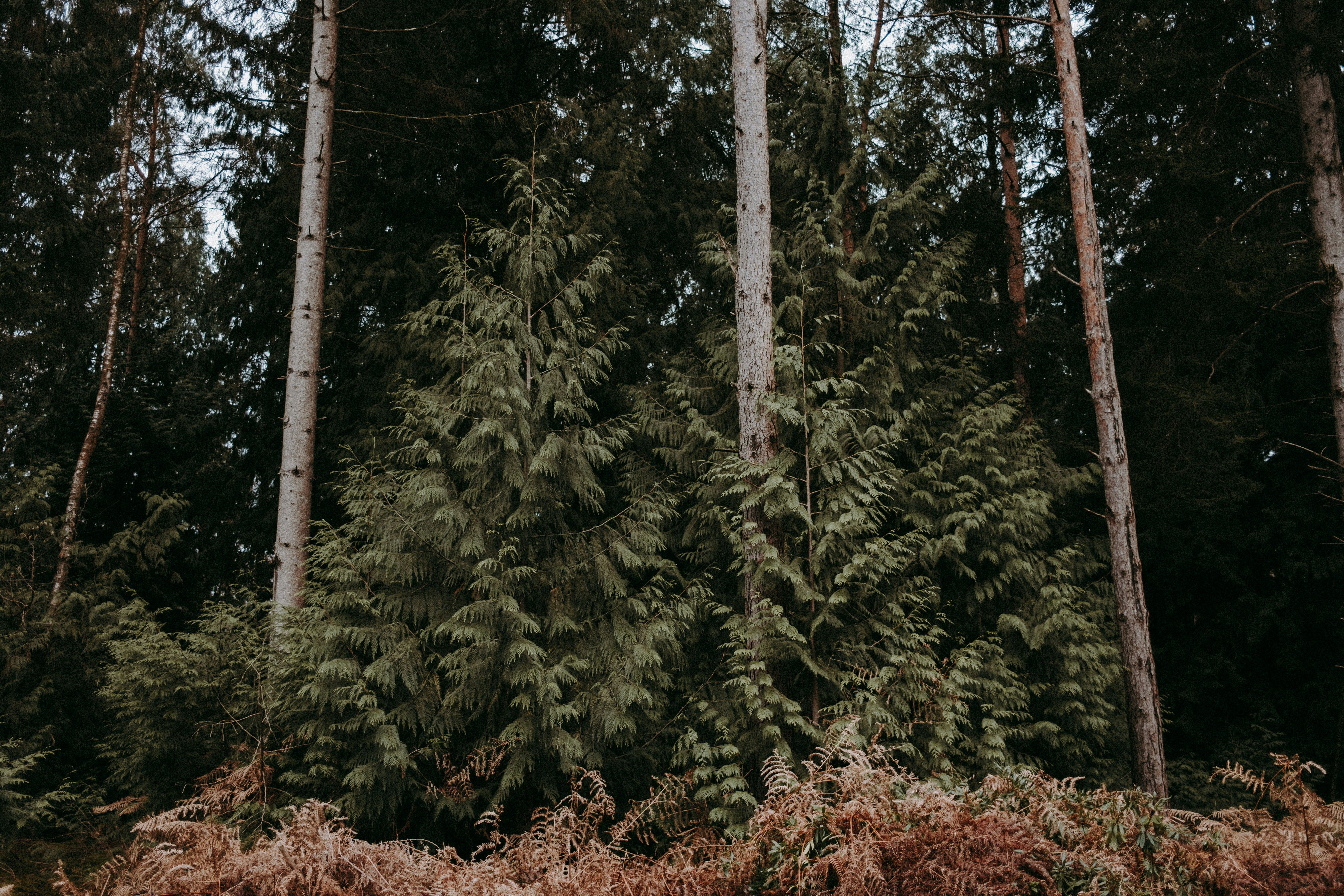 Photo by anniespratt