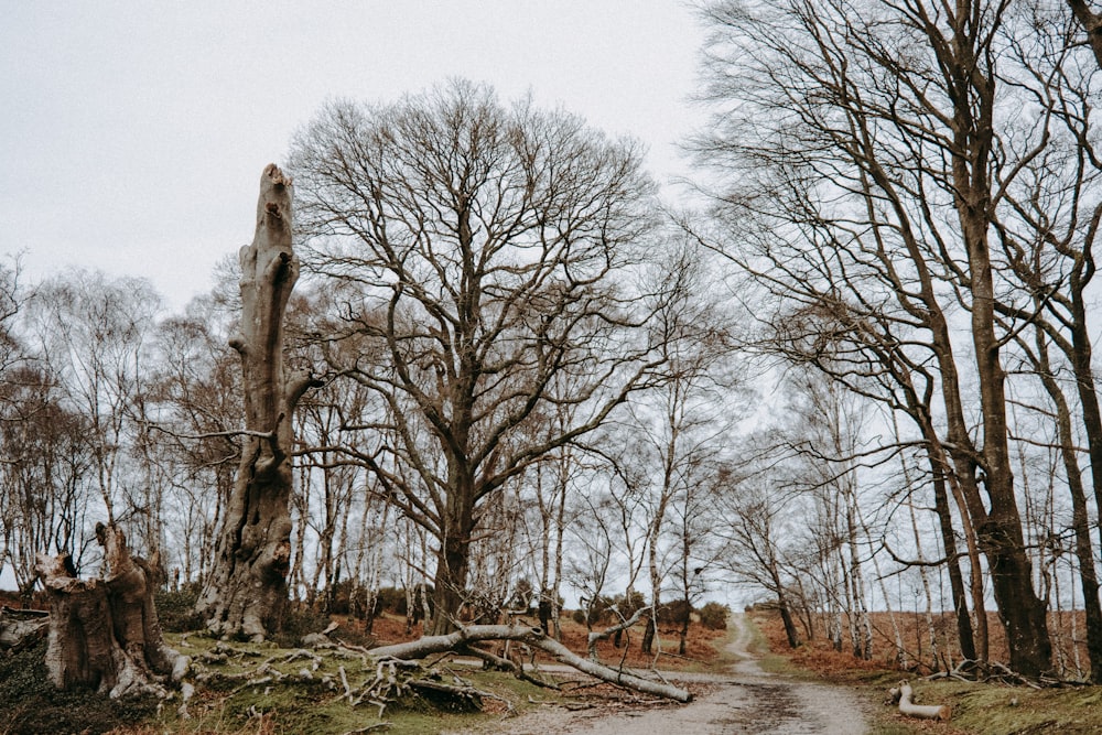 a dirt road in the middle of a forest