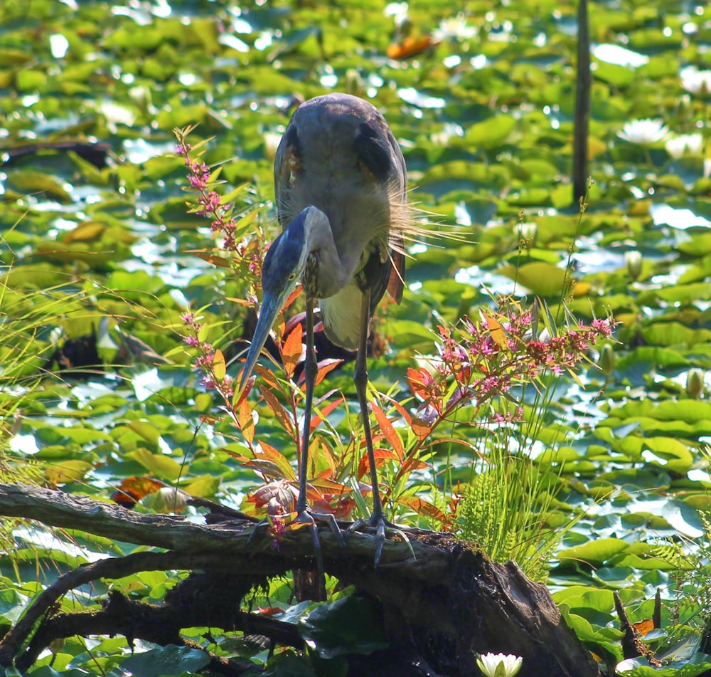 a bird is standing on a branch in the water
