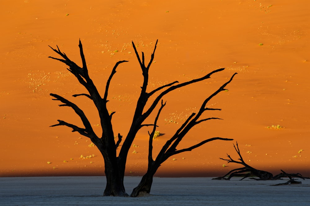 a lone tree in the middle of a desert