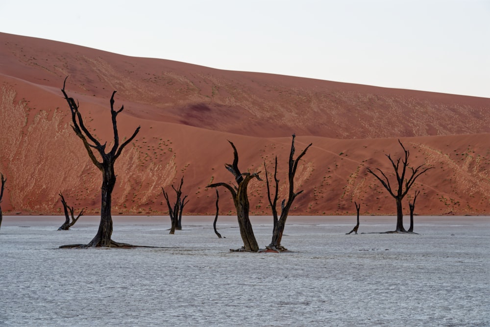 a group of dead trees in a body of water