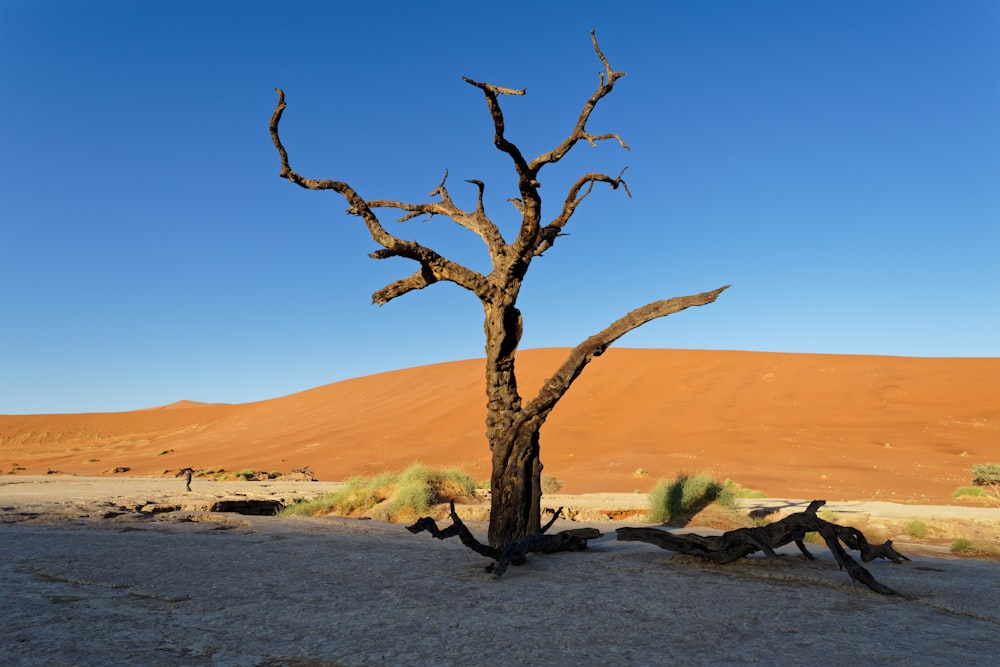 a dead tree in the middle of a desert