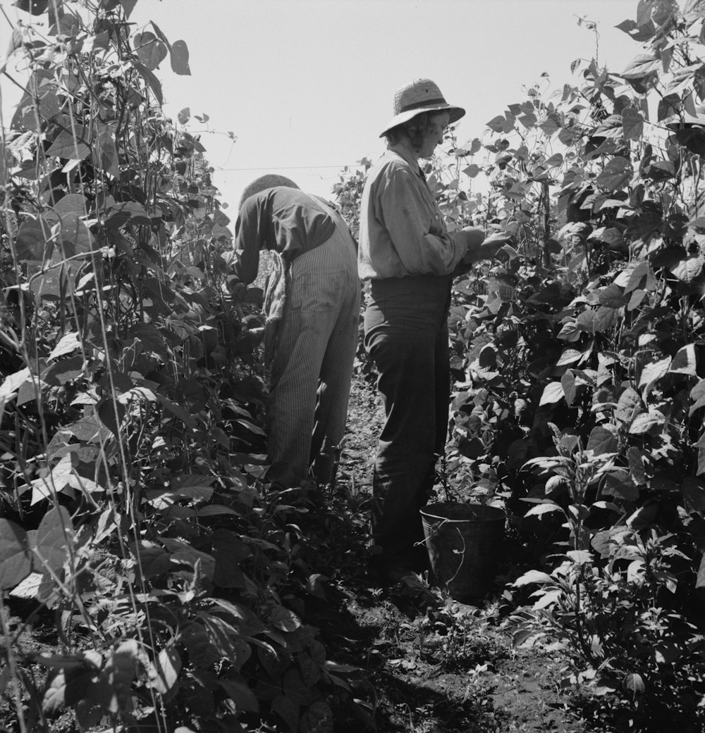 Migrant pickers harvesting beans