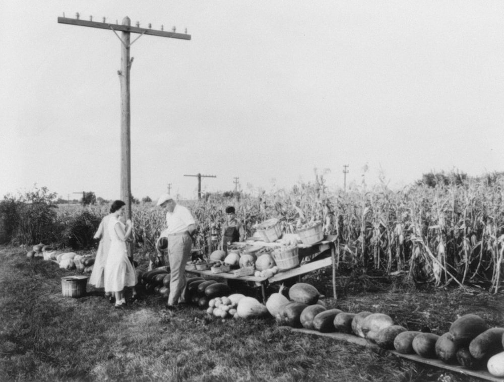 Roadside melon stand; cornfield in background