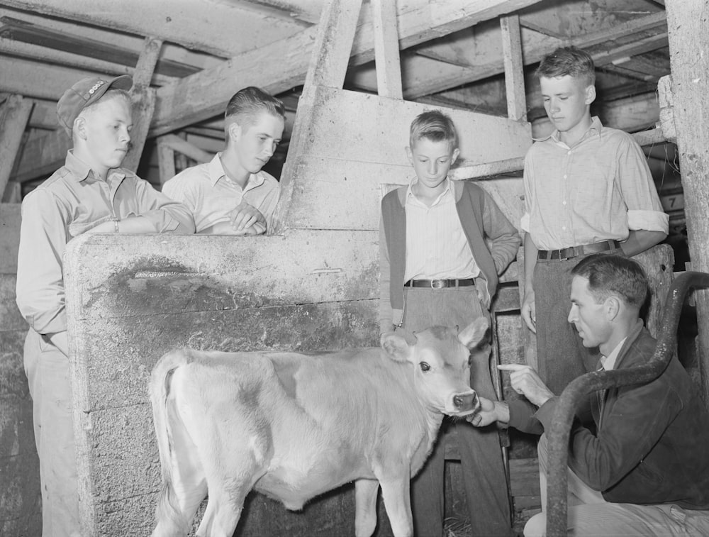 Robert Saugstad and other boys in a Future Farmers of America (FFA) group examining a calf in the Saugstad farm